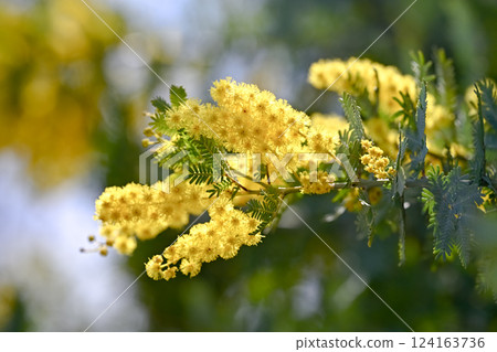 含羞草花預示著春天的到來 含羞草花預示著春天的到來 124163736