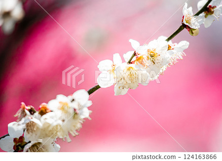 white plum blossom white plum blossom 124163866