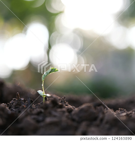 Small Acacia sprout macro closeup 124163890