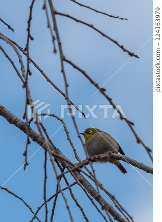 White-eye perching on a branch of cherry blossoms 124163979
