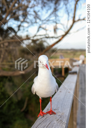 The BIG seagull on wood walkway in nature garden 124164100