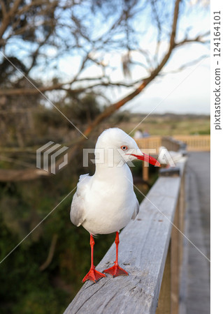 The BIG seagull on wood walkway in nature garden 124164101
