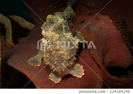 A painted frogfish, Antennarius pictus hiding in a marine environment. A painted frogfish, Antennarius pictus hiding in a marine environment. 124164146