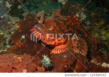 A close-up picture of the head of a red scorpionfish in profile at the Verde island, Philippines A close-up picture of the head of a red scorpionfish in profile at the Verde island, Philippines 124164147