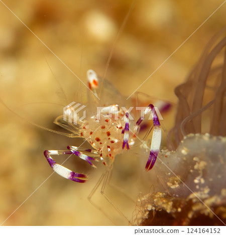 A super macro photo of a Holthuis cleaner shrimp, Ancylomenes holthuisi 124164152