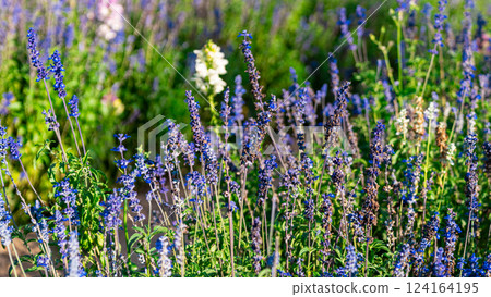 Wild flowers in a sunny spring day 124164195