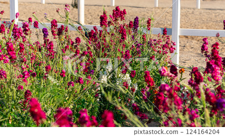 Colorful wildflowers greenery Colorful wildflowers greenery 124164204