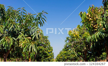 Midday sun over a mango grove with mature trees loaded with mangoes, green leaves, and a clear sky, creating a vibrant agricultural scene Midday sun over a mango grove with mature trees loaded with mangoes, green leaves, and a clear sky, creating a vibrant agricultural scene 124164267