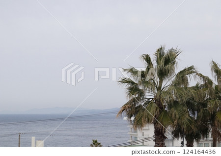 Trees and the sea in spring 124164436