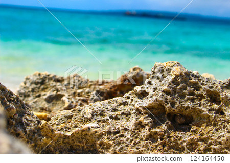 A rocky beach inhabited by wildlife A rocky beach inhabited by wildlife 124164450
