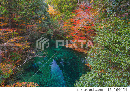 The emerald green river that stands out against the autumn leaves of Aichi Prefectural Forest in Shinshiro City (Aichi Prefecture) 124164454