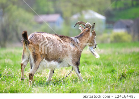 Domestic milk goat with long beard and horns grazing on green farm pasture on summer day. Feeding of cattle on farmland grassland 124164483
