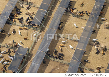 Cow feed lot with meat cows. Cattle stockyard on farm in USA 124164517