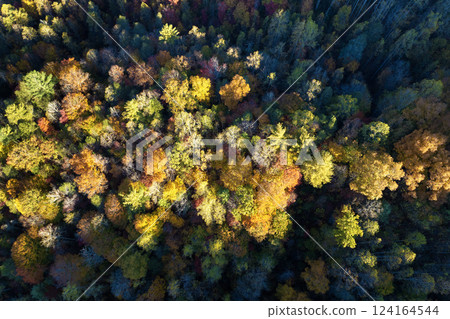 Colorful forest with yellow canopies in autumn. Landscape of wild woods nature in fall season 124164544