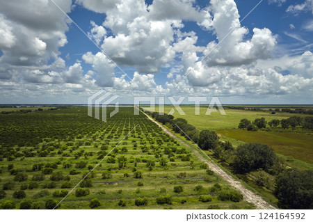 Citrus grove farmlands with rows of orange trees growing in rural Florida on a sunny day Citrus grove farmlands with rows of orange trees growing in rural Florida on a sunny day 124164592