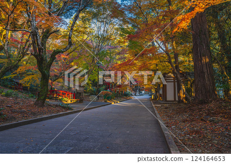 靜岡縣袋井市湯山寺參道的清晨紅葉景色 124164653