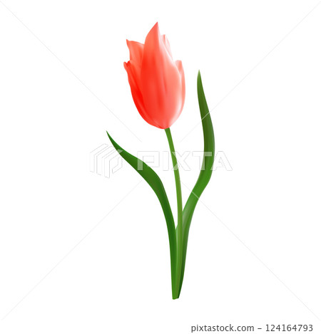 Beautiful realistic red tulip vector illustration. Isolated on white. For spring-themed backgrounds, wallpapers, textile designs. Floral design element. Beautiful realistic red tulip vector illustration. Isolated on white. For spring-themed backgrounds, wallpapers, textile designs. Floral design element. 124164793