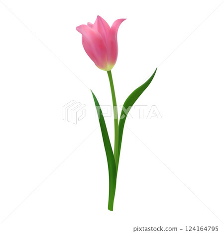 Detailed realistic pink tulip flower isolated on a white background. Vector illustration for botanical illustrations, packaging design, stationery. 124164795