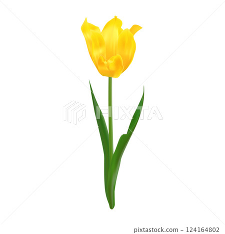 Isolated realistic yellow tulip flower. Symbol of love and springtime. Spring blossom vector illustration for print materials, web banners, and social media graphics. Isolated realistic yellow tulip flower. Symbol of love and springtime. Spring blossom vector illustration for print materials, web banners, and social media graphics. 124164802