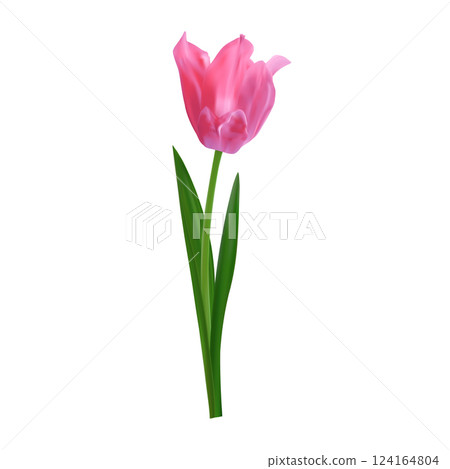 Elegant realistic pink tulip. Vector spring tulip flower for Mother's Day designs, 8 march posters, wedding cards, digital art. Elegant realistic pink tulip. Vector spring tulip flower for Mother's Day designs, 8 march posters, wedding cards, digital art. 124164804