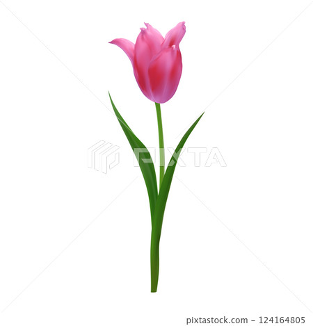 Detailed realistic pink tulip flower isolated on a white background. Vector illustration for botanical illustrations, packaging design, stationery. 124164805