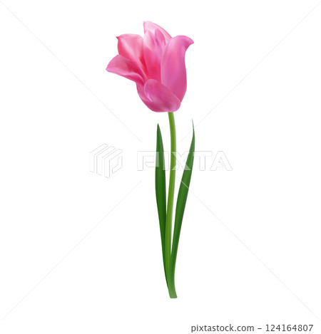 Single realistic pink tulip. Vector isolated object for Mother's Day invitations, spring posters, Easter designs, 8 march greeting cards, floral arrangements Single realistic pink tulip. Vector isolated object for Mother's Day invitations, spring posters, Easter designs, 8 march greeting cards, floral arrangements 124164807