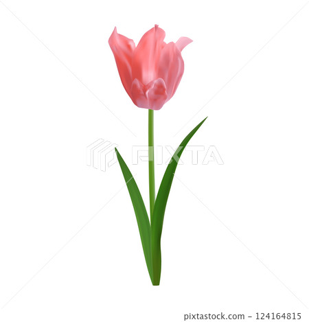 Detailed realistic pink tulip flower isolated on a white background. Vector springtime floral element for creating spring promotions, Mother's Day designs, 8 march greeting cards, floral arrangements Detailed realistic pink tulip flower isolated on a white background. Vector springtime floral element for creating spring promotions, Mother's Day designs, 8 march greeting cards, floral arrangements 124164815