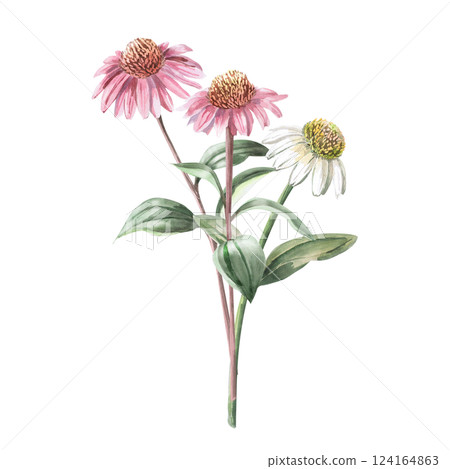 Bouquet of three pink and white echinacea. Isolated watercolor illustration of a garden flower in a realistic style for holiday decoration, textile printing, gardening blog design. 124164863