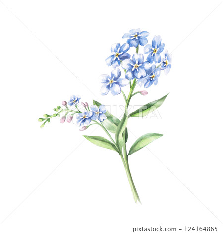 Branch with flowers and unblown buds of forget-me-not. Isolated watercolor illustration of a flower for holiday decoration, textile printing, gardening blog design. 124164865