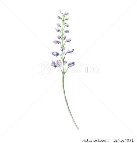 Unblown branch with delphinium buds. Isolated watercolor illustration of a garden flower in a realistic style for holiday decoration, printing on textiles, clothes, postcards, gardening blogs. 124164871