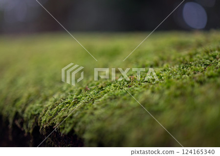 Macro of lush green moss covering a damp surface with soft textures Macro of lush green moss covering a damp surface with soft textures 124165340