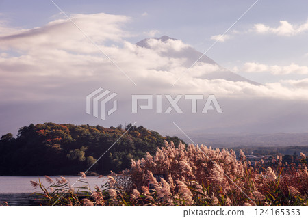 Mount Fuji with soft clouds, golden reeds and muted autumn colors near Lake Kawaguchi Japan Mount Fuji with soft clouds, golden reeds and muted autumn colors near Lake Kawaguchi Japan 124165353