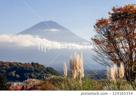 Golden pampas grass and a tree with autumn foliage frame Mount Fuji near Lake Kawaguchi Japan Golden pampas grass and a tree with autumn foliage frame Mount Fuji near Lake Kawaguchi Japan 124165354