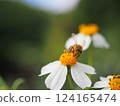 A European honeybee at the entrance to Shinjo Beach (Miyakojima, Okinawa) 124165474