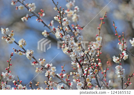 Gotemba Line Shimo-Soga JR Central Soga Plum Grove Gotemba Line Shimo-Soga JR Central Soga Plum Grove 124165532