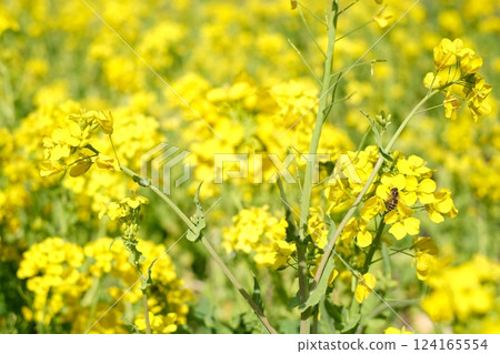 Rape blossoms bathed in spring sunlight 124165554