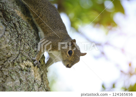 Beautiful wild gray squirrel climbing tree trunk in summer town park 124165656