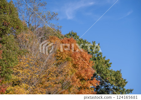 Autumn nature in North Carolina mountain woods 124165681