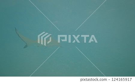 Blacktip reef shark swimming in turquoise water 124165917