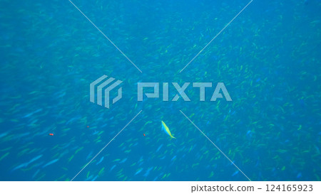 School of fusiliers swimming in blue tropical water 124165923