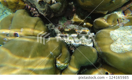 Fluted giant clam resting among brain corals in the ocean 124165985