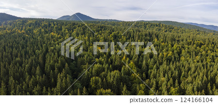 Aerial view of green pine forest with dark spruce trees covering mountain hills. Nothern woodland scenery from above Aerial view of green pine forest with dark spruce trees covering mountain hills. Nothern woodland scenery from above 124166104