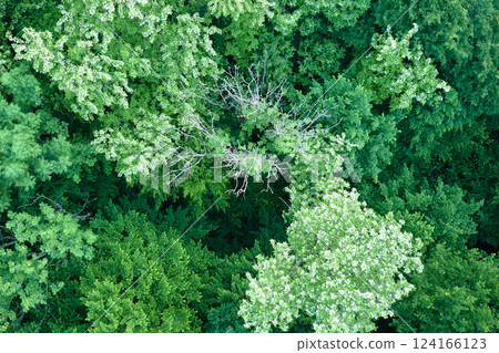 Aerial view of dark lush forest with blooming green trees canopies in spring Aerial view of dark lush forest with blooming green trees canopies in spring 124166123