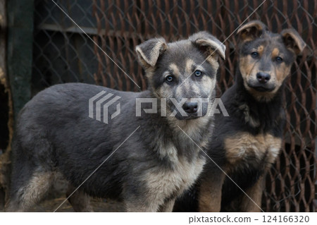 Two sad, homeless puppies in a shelter 124166320