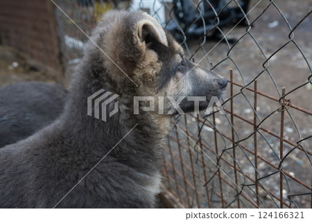 Sad puppy looking at freedom and waiting Sad puppy looking at freedom and waiting 124166321