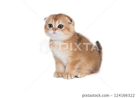 Scottish fold-eared kitten of red color 124166322