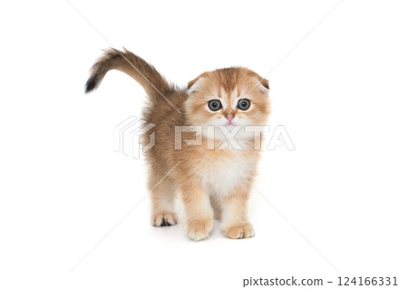 Scottish fold-eared kitten of red color stands 124166331