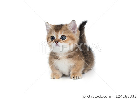 Scottish short-legged kitten 124166332