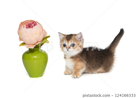 Scottish short-legged kitten 124166333