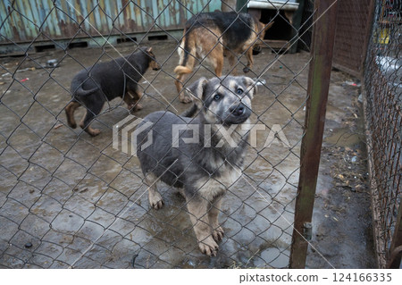 Two stray puppies with their mother Two stray puppies with their mother 124166335